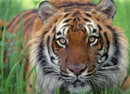 老虎八卦的说法,揭秘神秘动物世界的传奇故事