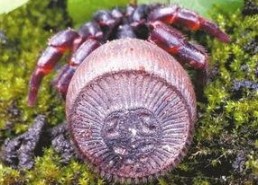 里氏盘腹蛛图片,揭秘神秘蜘蛛的生态与习性