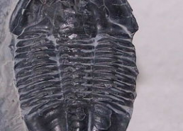 三叶虫的图片,三叶虫的神秘世界