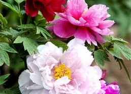 芙蓉的图片,自然之美与人文情怀的交融