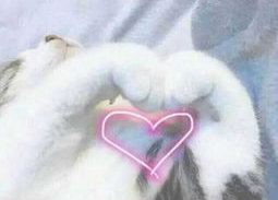 猫手比心表情包,猫手比心表情包背后的温馨故事