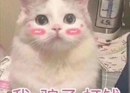 tiffany表情包,网络潮流下的情感共鸣与幽默表达